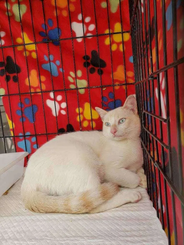 Gato ra a Srd idade 1 ano nome Galileu