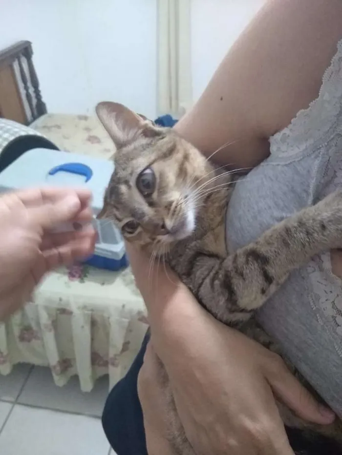 Gato raça SRD-ViraLata idade 7 a 11 meses nome sem nome