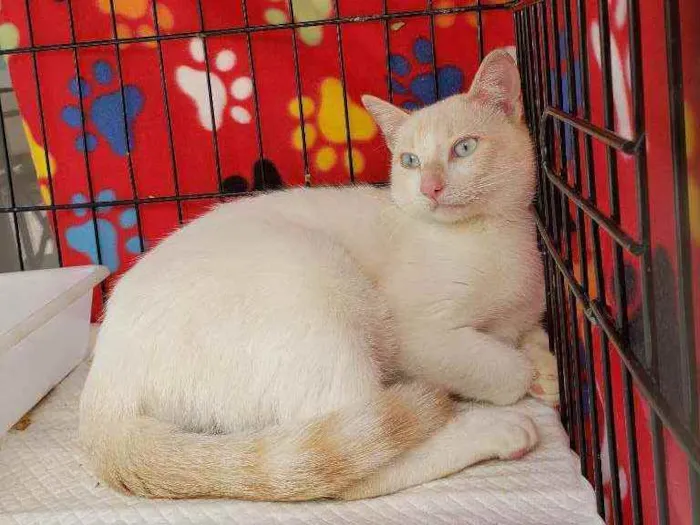 Gato ra a Srd idade 1 ano nome Galileu