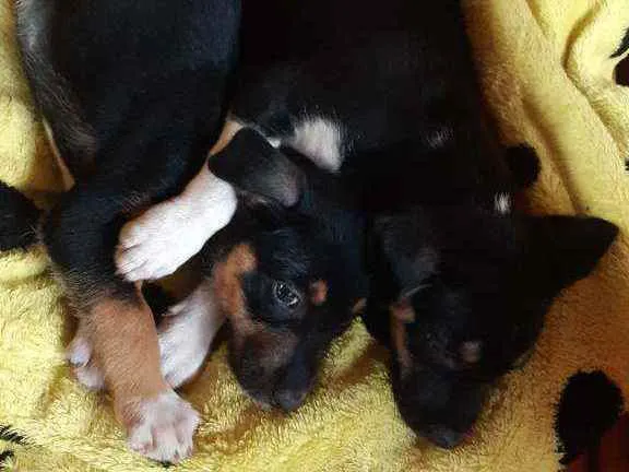 Cachorro ra a Sem raça determinada idade 2 a 6 meses nome Pretinha e Penélope 