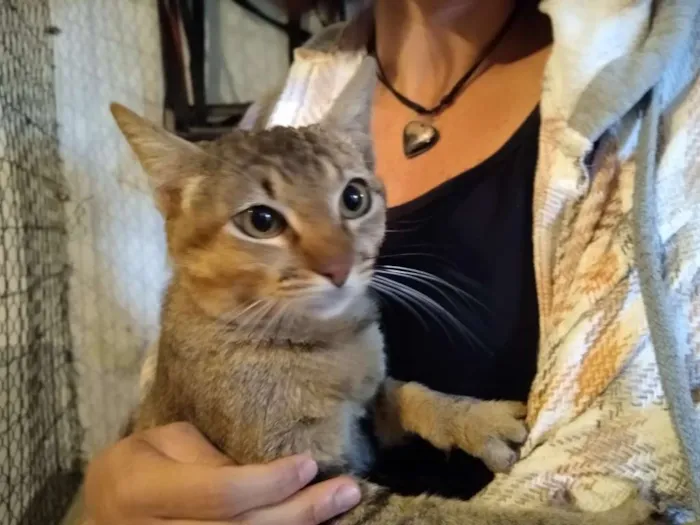 Gato raça SRD-ViraLata idade 7 a 11 meses nome sem nome