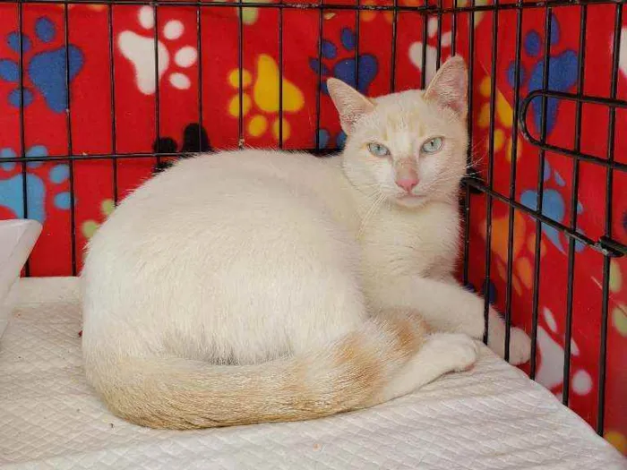 Gato ra a Srd idade 1 ano nome Galileu