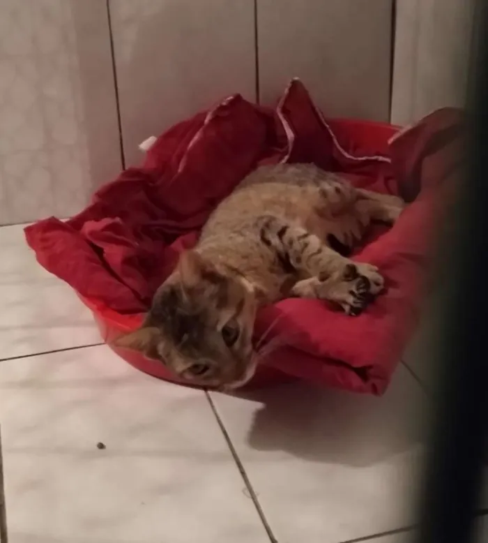 Gato raça SRD-ViraLata idade 7 a 11 meses nome sem nome