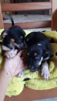 Pretinha e Penélope 