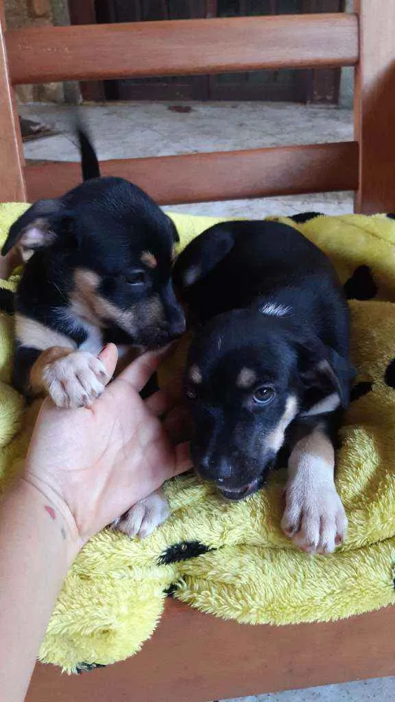 Cachorro ra a Sem raça determinada idade 2 a 6 meses nome Pretinha e Penélope 