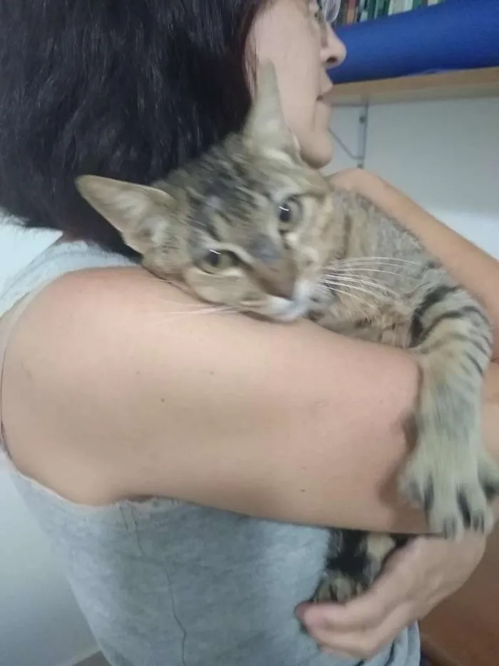 Gato raça SRD-ViraLata idade 7 a 11 meses nome sem nome