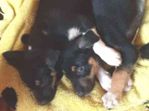 Cachorro raça Sem raça determinada idade 2 a 6 meses nome Pretinha e Penélope 