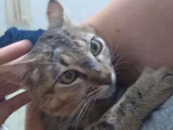 Gato raça SRD-ViraLata idade 7 a 11 meses nome sem nome