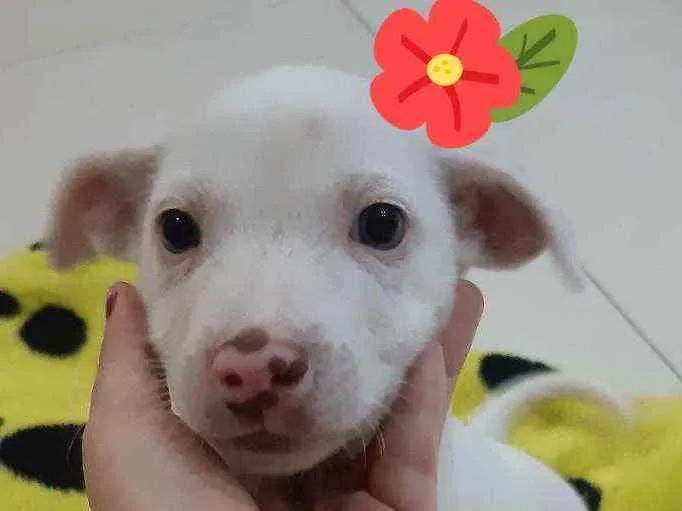 Cachorro ra a Sem raça determinada idade Abaixo de 2 meses nome Gamora 