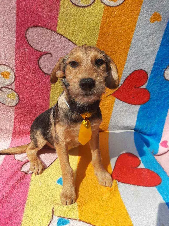 Cachorro ra a Srd idade 2 a 6 meses nome Bily