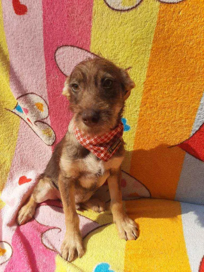 Cachorro ra a Srd idade 2 a 6 meses nome Carmelo