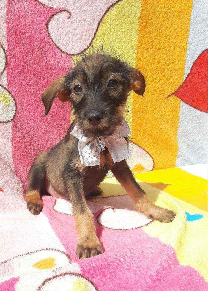 Cachorro ra a Srd idade 2 a 6 meses nome Malu