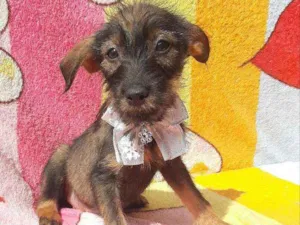 Cachorro raça Srd idade 2 a 6 meses nome Malu