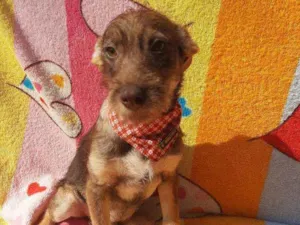Cachorro raça Srd idade 2 a 6 meses nome Carmelo