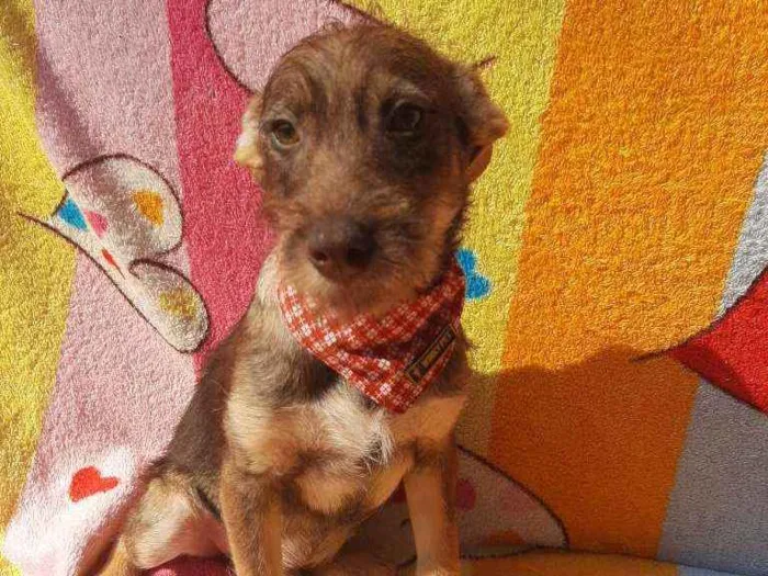 Cachorro ra a Srd idade 2 a 6 meses nome Carmelo