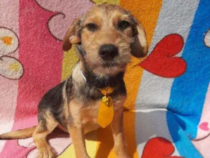 Cachorro raça Srd idade 2 a 6 meses nome Bily