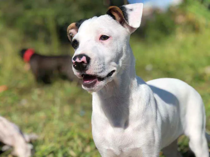 Cachorro ra a Sem raça definida  idade 2 a 6 meses nome Flor