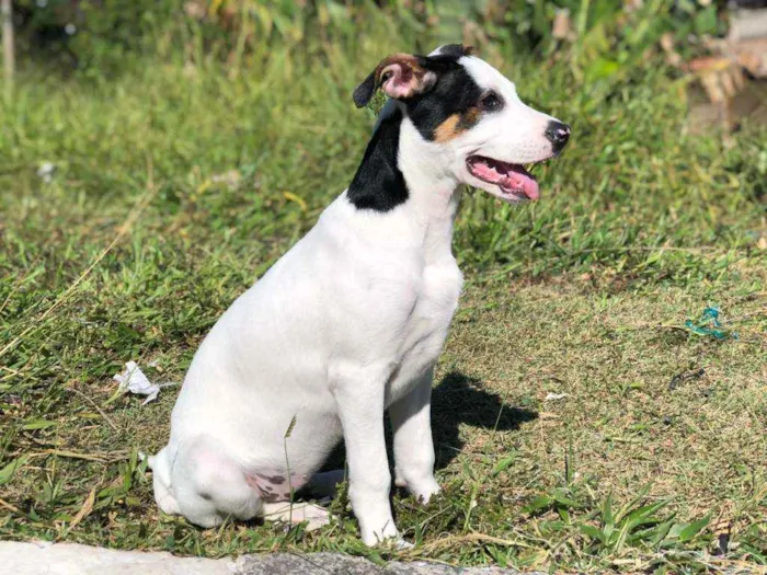 Cachorro ra a Sem raça definida  idade 2 a 6 meses nome Flor