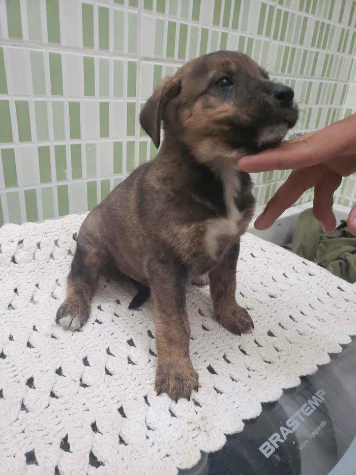 Cachorro ra a Sem raça definida  idade Abaixo de 2 meses nome Belo