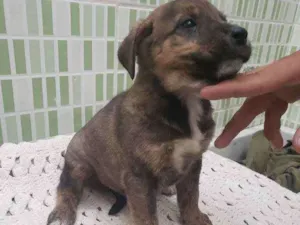 Cachorro raça Sem raça definida  idade Abaixo de 2 meses nome Belo