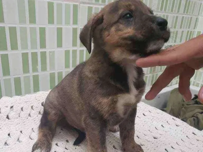 Cachorro ra a Sem raça definida  idade Abaixo de 2 meses nome Belo