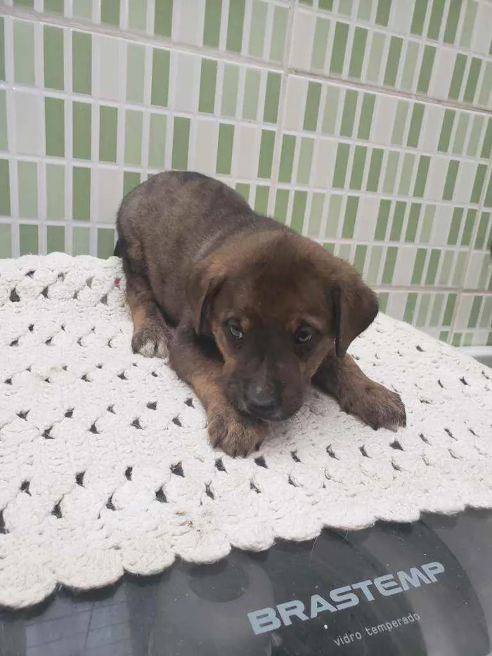 Cachorro ra a Sem raça definida  idade Abaixo de 2 meses nome Belo