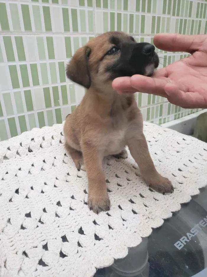 Cachorro ra a Sem raça definida  idade Abaixo de 2 meses nome Bela