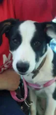 Belinha