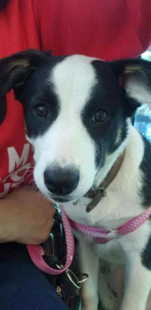 Cachorro ra a Sem raça definida  idade 7 a 11 meses nome Belinha