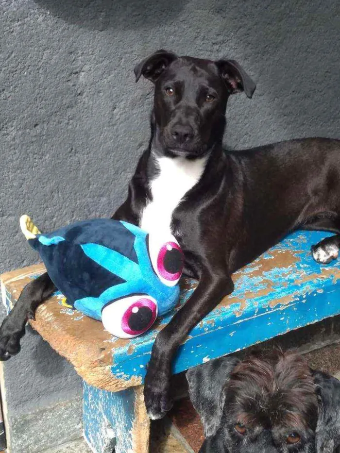 Cachorro ra a Sem raça definida  idade 2 anos nome Pepper