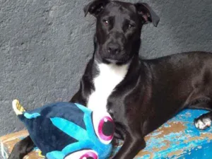 Cachorro raça Sem raça definida  idade 2 anos nome Pepper
