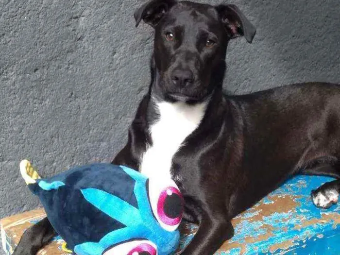 Cachorro ra a Sem raça definida  idade 2 anos nome Pepper