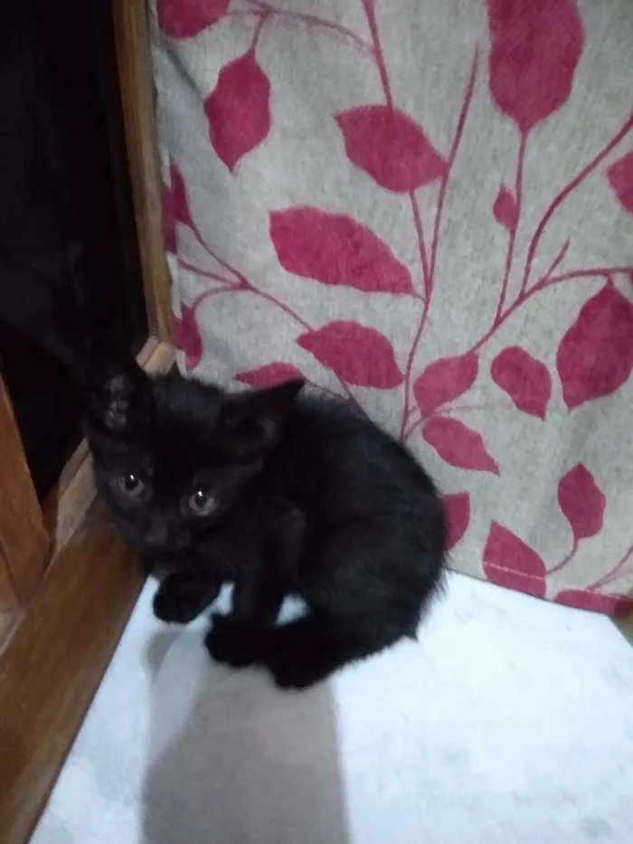 Gato ra a Indefinido idade Abaixo de 2 meses nome Sem nome