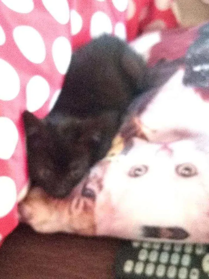 Gato ra a Indefinido idade Abaixo de 2 meses nome Sem nome