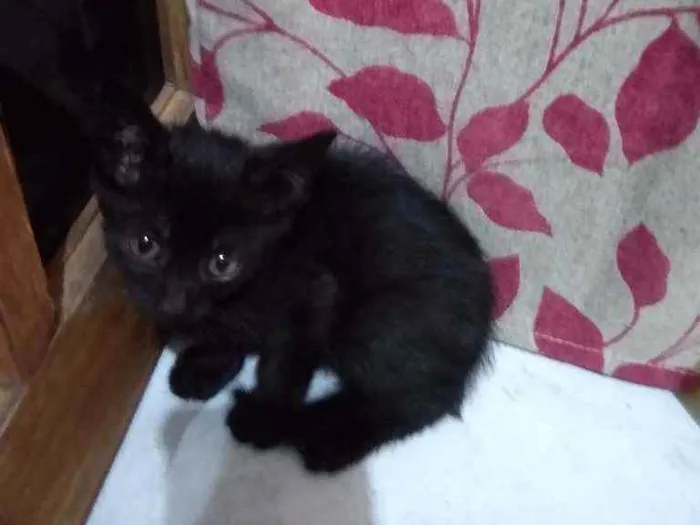 Gato ra a Indefinido idade Abaixo de 2 meses nome Sem nome