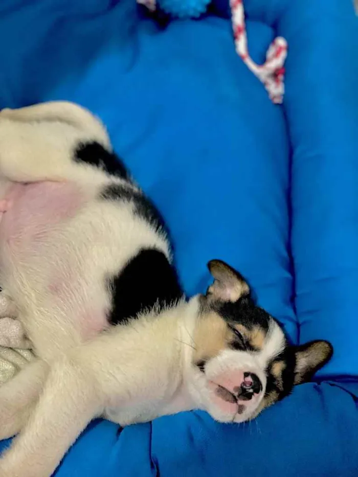 Cachorro ra a SRD idade 2 a 6 meses nome Cookie