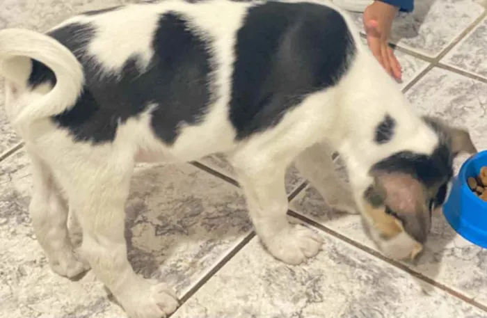 Cachorro ra a SRD idade 2 a 6 meses nome Cookie