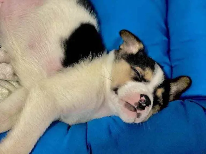 Cachorro ra a SRD idade 2 a 6 meses nome Cookie