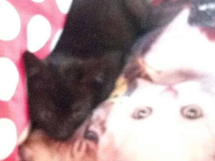 Gato ra a Indefinido idade Abaixo de 2 meses nome Sem nome