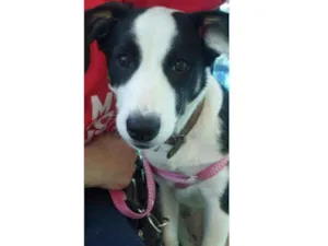 Cachorro raça Sem raça definida  idade 7 a 11 meses nome Belinha