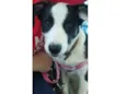 Belinha