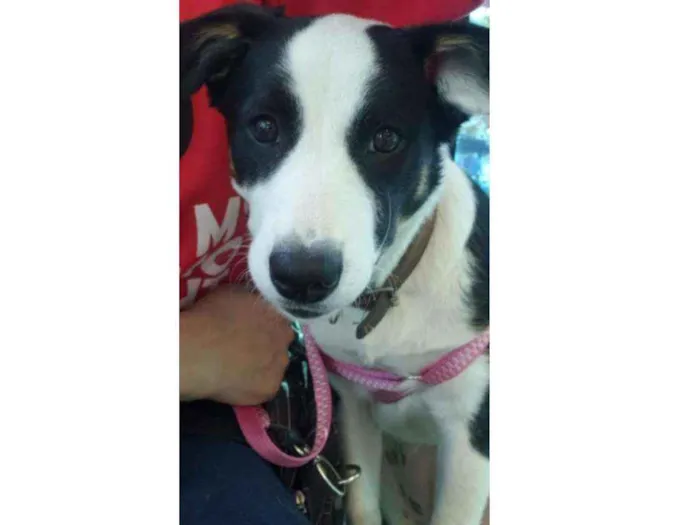 Cachorro ra a Sem raça definida  idade 7 a 11 meses nome Belinha