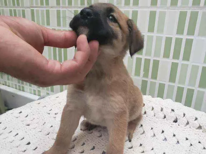 Cachorro ra a Sem raça definida  idade Abaixo de 2 meses nome Bela