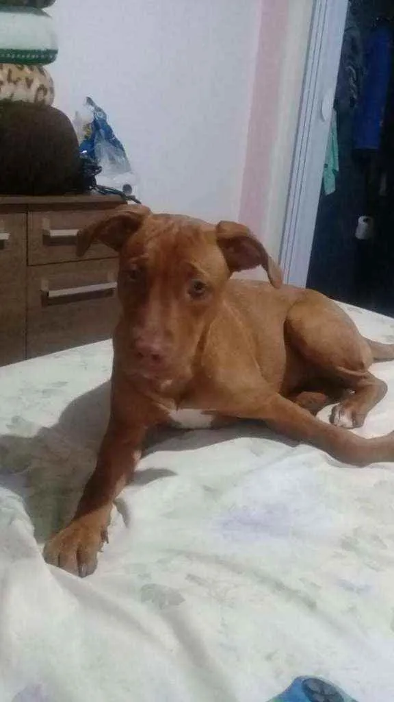 Cachorro ra a Pitbull  idade 1 ano nome Vidél