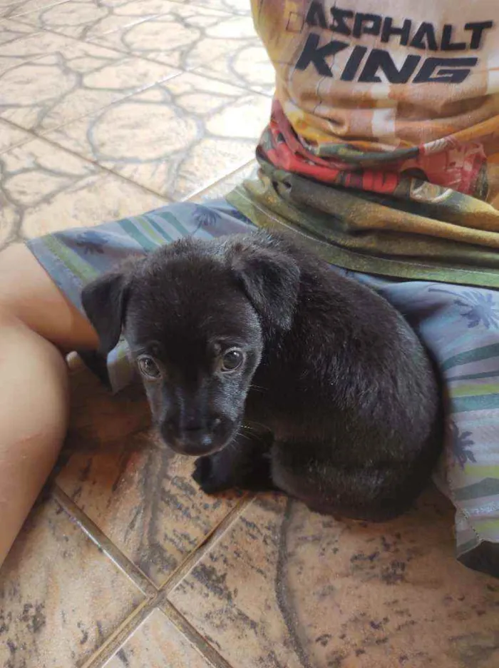 Cachorro ra a Não sei a raça idade Abaixo de 2 meses nome Sem nome