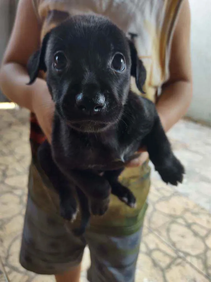 Cachorro ra a Não sei a raça idade Abaixo de 2 meses nome Sem nome