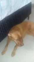 Vidél