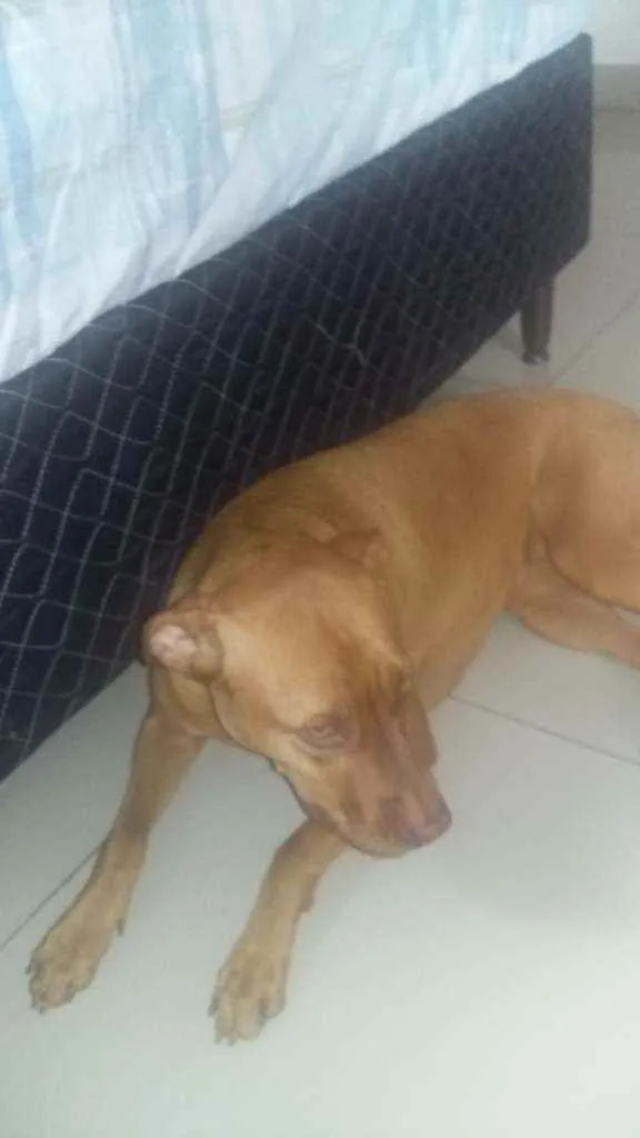 Cachorro ra a Pitbull  idade 1 ano nome Vidél