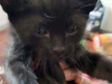 Gato ra a De rua  idade Abaixo de 2 meses nome Sem nome