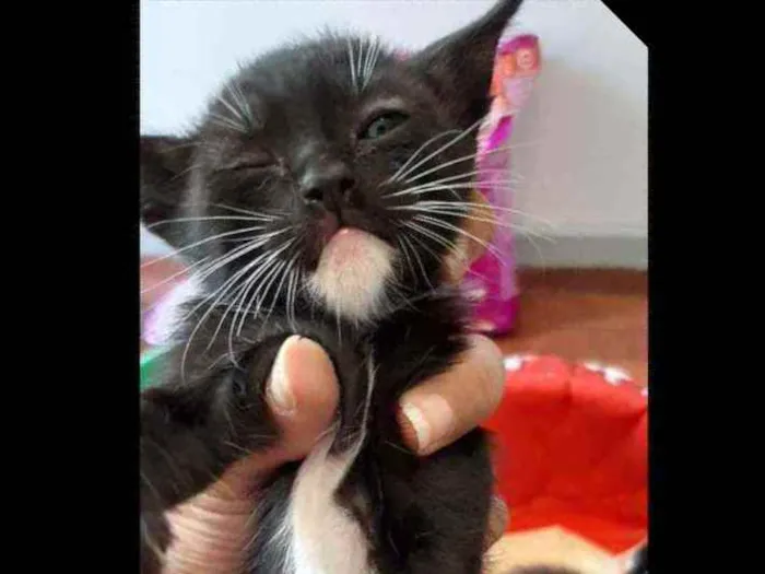 Gato ra a De rua  idade Abaixo de 2 meses nome Sem nome